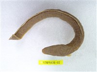 藏品(鱸鰻)的圖片
